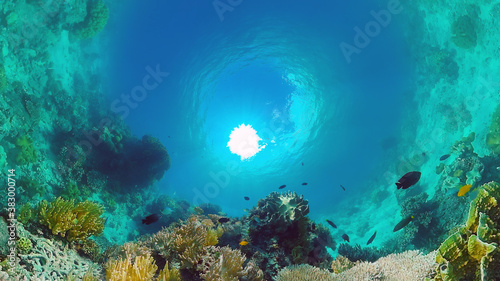 Coral reef underwater with tropical fish. Hard and soft corals, underwater landscape. Travel vacation concept. Panglao, Bohol, Philippines.