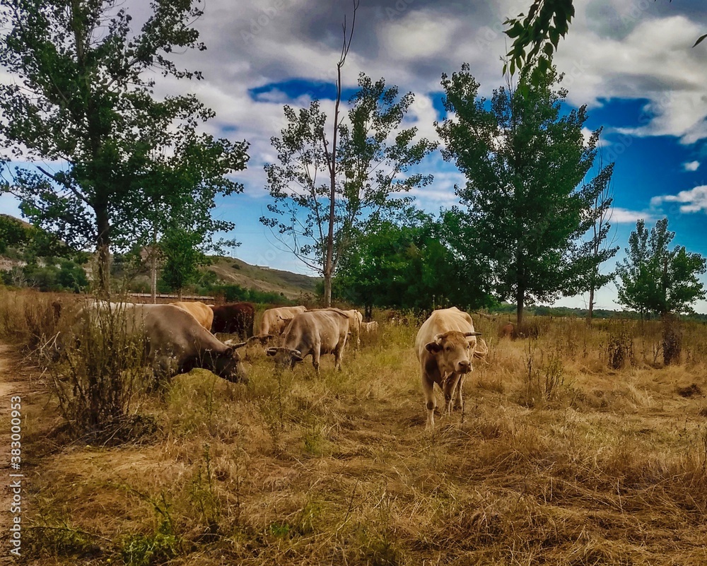 Obraz premium Vacas en el pasto al aire libre
