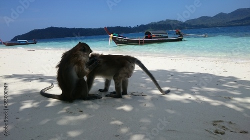 Apes