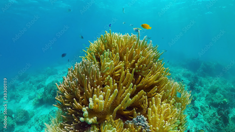 Underwater Scene Coral Reef. Underwater sea fish. Tropical reef marine. Colourful underwater seascape. Panglao, Bohol, Philippines. Underwater Scene Coral Reef. Underwater sea fish. Tropical reef marine. Colourful underwater seascape. Panglao, Bohol, Philippines.