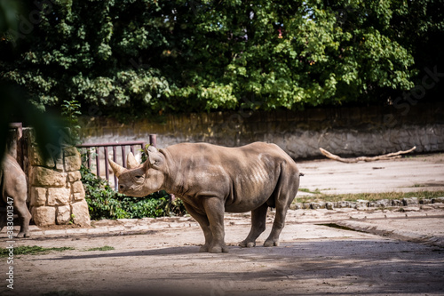 Big rhino in the zoo