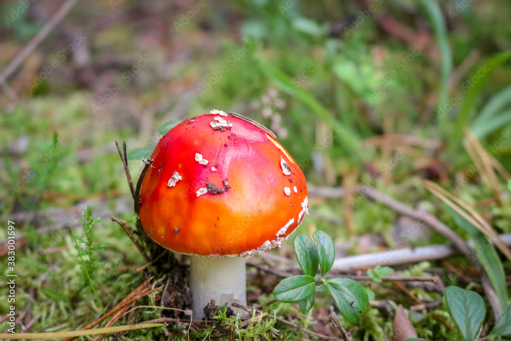 Fly agaric mushroom in the wild growing on moss and grass. Fly agaric mushroom in the wild growing on moss and grass.