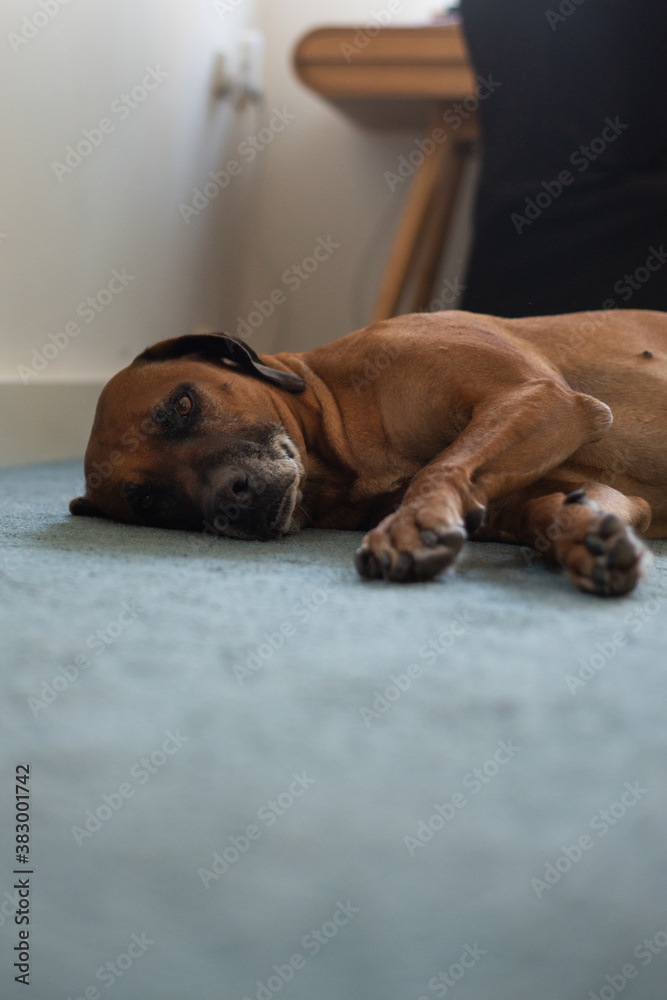 dog lying on carpet