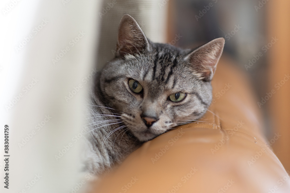 見つめる猫　サバトラ猫