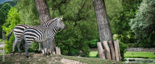 Closeup of zebras at the zoo