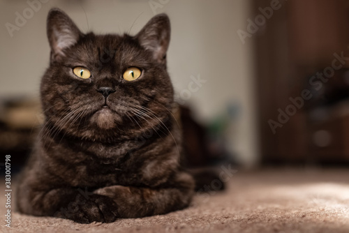 Funny black tabby cat basks on the sunlight