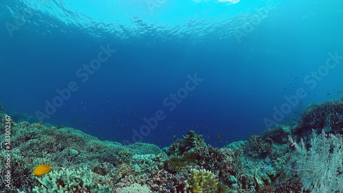 Tropical Fish Corals Marine Reef. Underwater Sea Tropical Life. Tropical underwater sea fishes. Underwater fish reef marine. Tropical colorful underwater seascape. Panglao, Bohol, Philippines. © Alex Traveler
