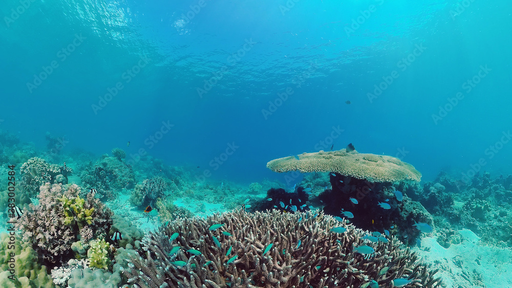 Obraz premium Tropical sea and coral reef. Underwater Fish and Coral Garden. Underwater sea fish. Tropical reef marine. Colourful underwater seascape. Panglao, Bohol, Philippines.