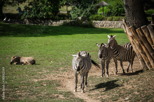 Three zebras at the zoo
