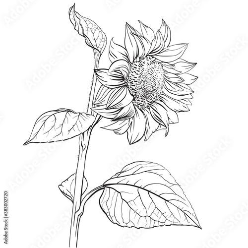 Sunflower. Hand drawn vector illustration