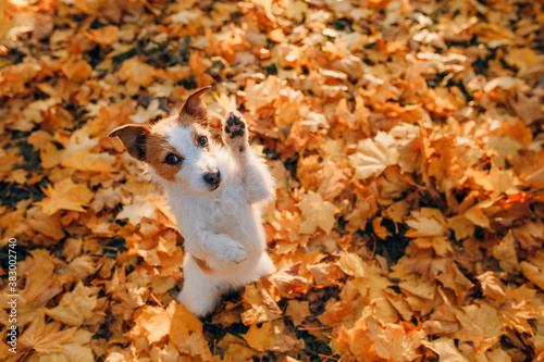 dog in yellow leaves. sweet jack russell terrier in autumn park