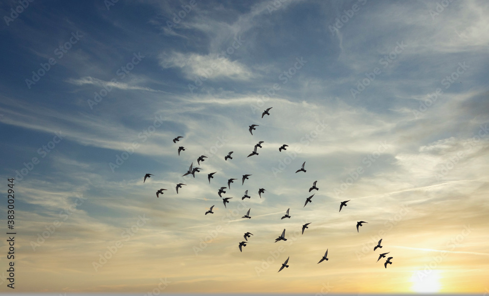 birds flying over the sunset sky 