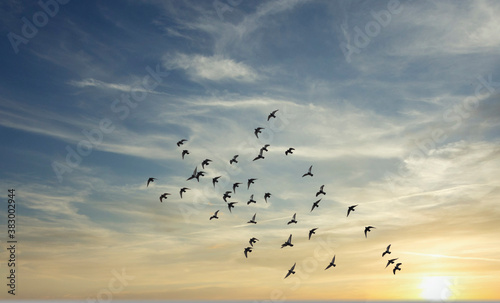 birds flying over the sunset sky  © babaroga