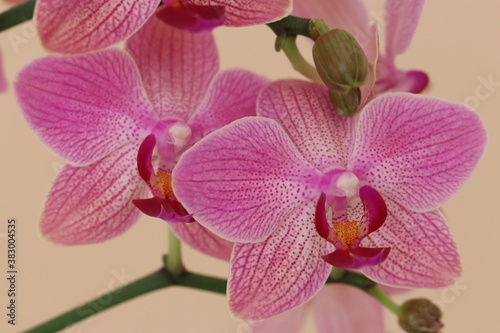 orchid in full beauty