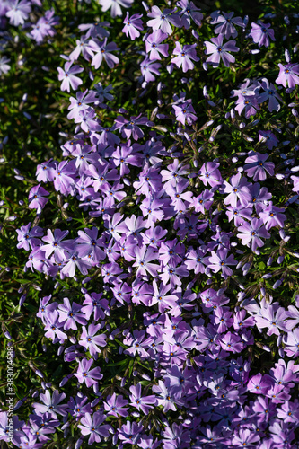 Beautiful light violet flowers in spring