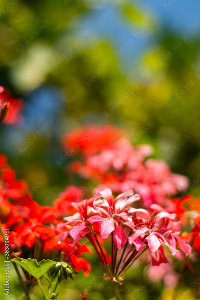 Red ivy geranium flowers ( Pelargonium peltatum ) in the garden