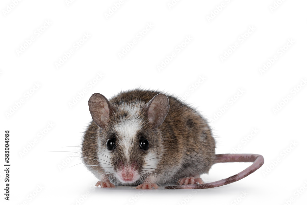 Brown with white young adult African rat aka Mastomys Natalensis, standing facing front. Looking towards camera showing both eyes. Isolated on white background.