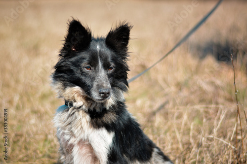 Cute working border collie mix breed dog posing on leash in autumn nature