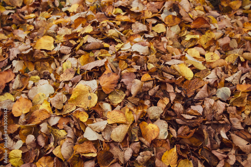 Beautiful autumn landscape. Colorful foliage in the park. Beautiful autumn landscape. Colorful foliage in the park.