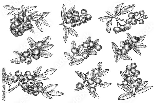 Blueberry branch МУСЕЩК ink hand drawn monochrome sketch. Vector blueberry medical nutrient product with fruity favor doodle illustration. Super food botanic isolated set