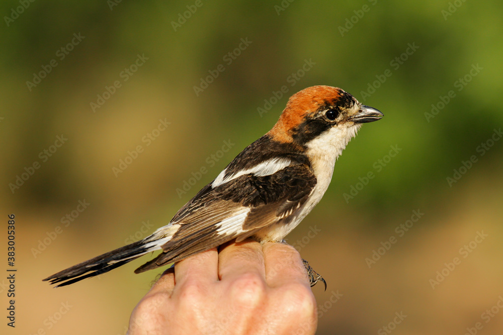 Fototapeta premium Woodchat Shrike (Lanius senator), Lleida, Spain