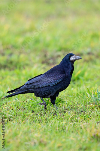 Rook (Corvus frugilegus), Hesse, Germany