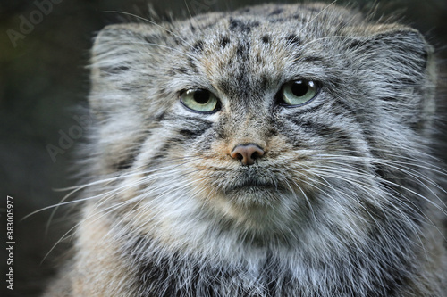 Portrait manul, pallas cat or felis