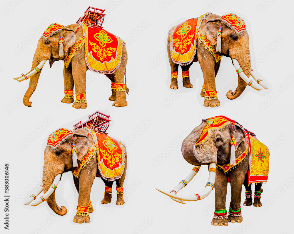 set of elephan raising trunk ,elephant has beautiful and large isolated on  white background. colorful painted elephant head ,Decorated elephants in  Thailand. Stock Photo