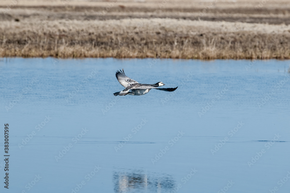 Barnacle Goose (Branta leucopsis) in Barents Sea coastal area, Russia Barnacle Goose (Branta leucopsis) in Barents Sea coastal area, Russia