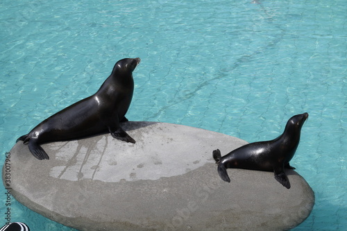 Seelöwenmutter und Seelöwenbaby warten auf Fisch