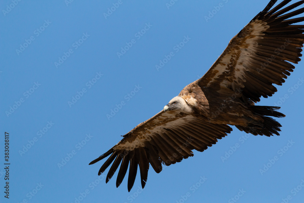 BUITRE LEONADO VOLANDO 