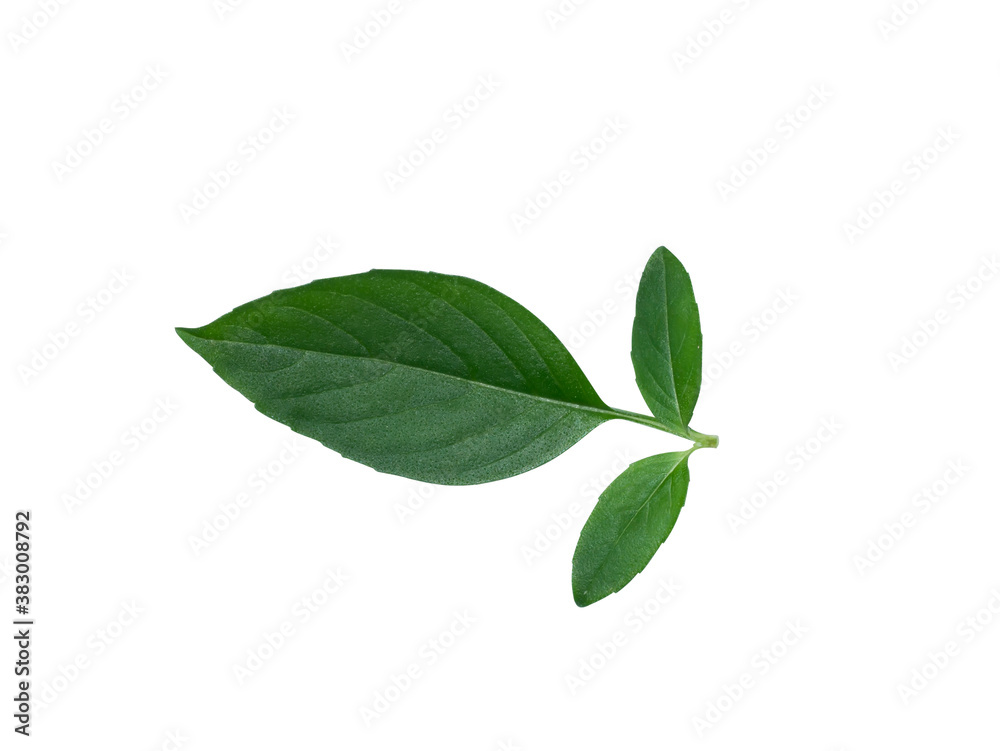 Close up Hairy Basil leaves on white background.