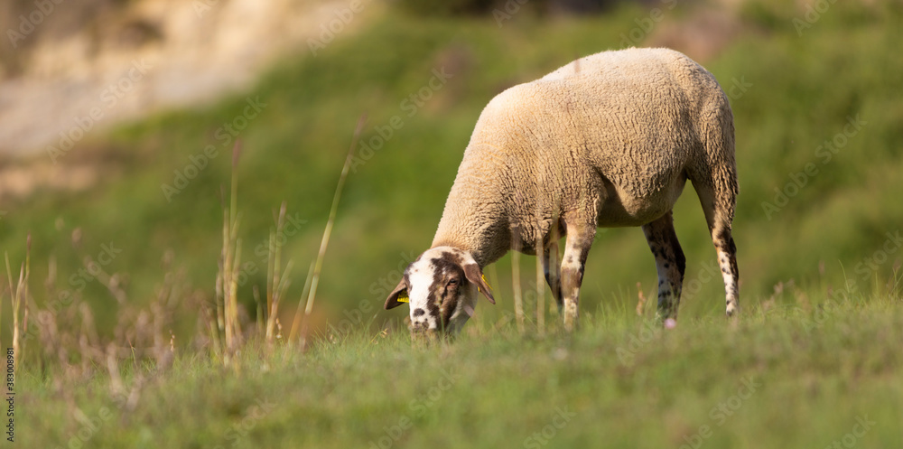 Retrato de una cordera de raza ripollesa (ovella ripollesa) pastando en un prado de hierba al atardecer Retrato de una cordera de raza ripollesa (ovella ripollesa) pastando en un prado de hierba al atardecer