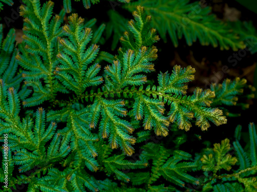 Close up Selaginella kraussiana fern leaves on dark background.