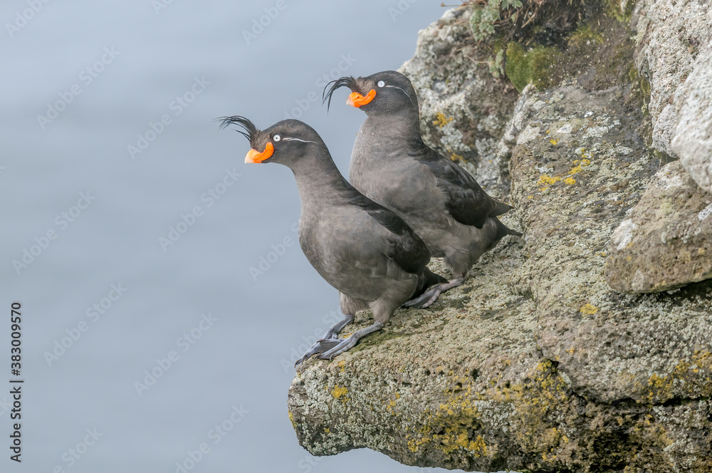 Crested Auklets (Aethia cristatella) at St. George Island, Pribilof Islands, Alaska, USA Crested Auklets (Aethia cristatella) at St. George Island, Pribilof Islands, Alaska, USA