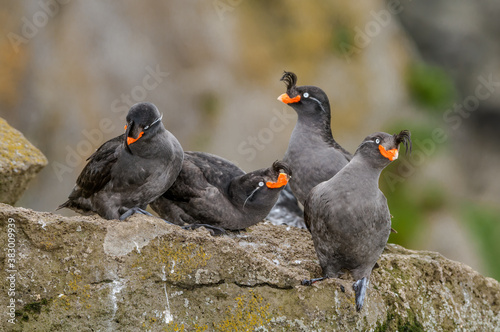 Crested Auklets (Aethia cristatella) at St. George Island, Pribilof Islands, Alaska, USA photo