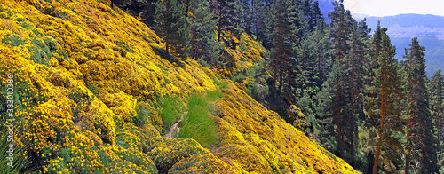 Ordesa and Monte Perdido National Park in the Spanish Pyrenees. Thickets of flowering Genista horrida and pine tree forests cover the North face of the canyon. photo