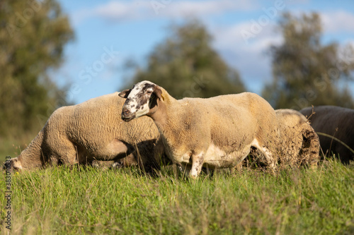 Reba  o de ovejas pastando al atardecer