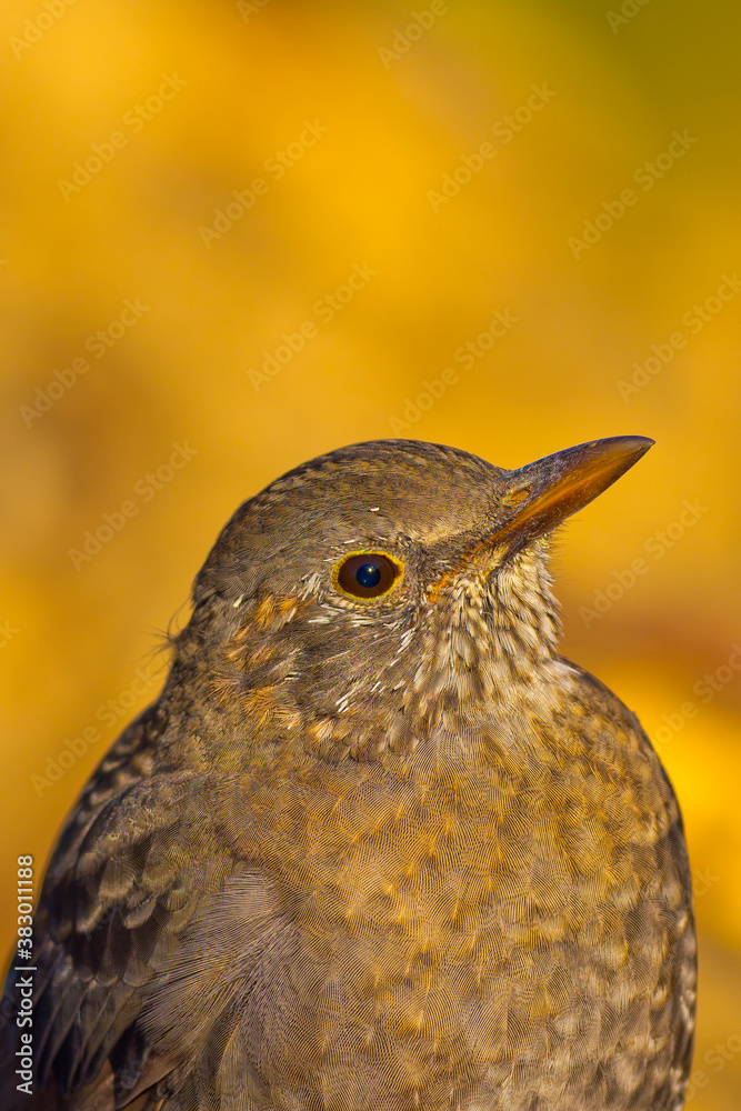 Obraz premium Blackbird, Turdus merula, Mediterranean Forest, Castile and Leon, Spain, Europe