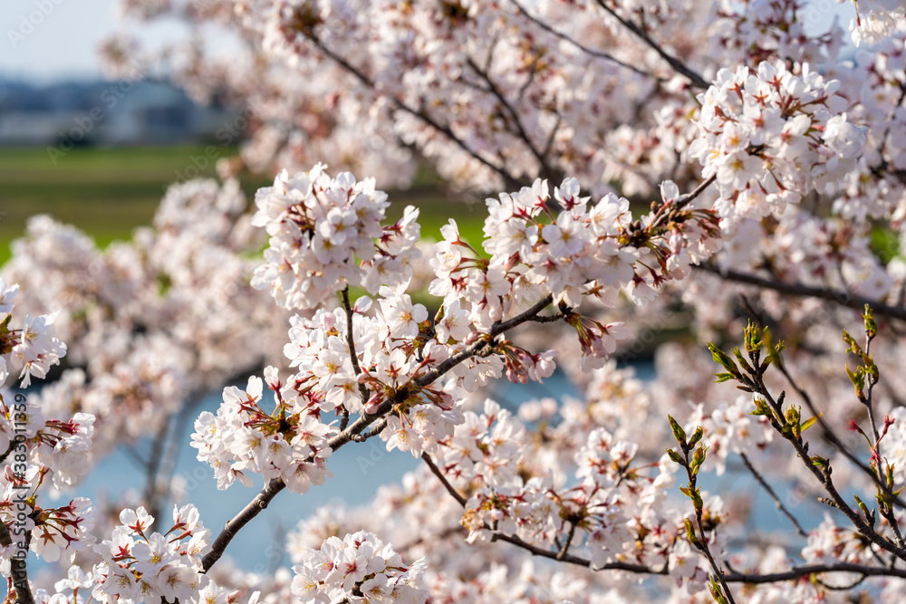 Obraz premium cherry blossoms