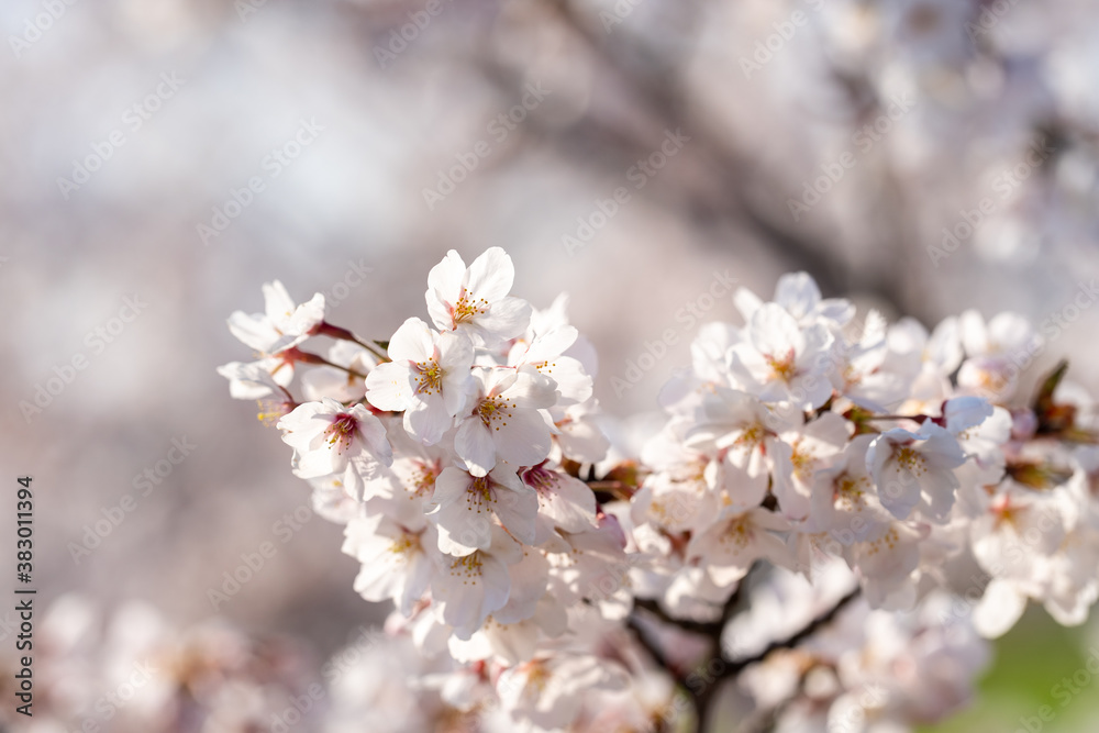 cherry blossoms cherry blossoms