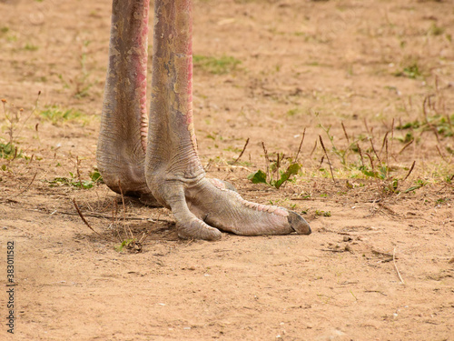 Ostrich leg, feet, and nail, with red beautiful skin for leather boots handbags