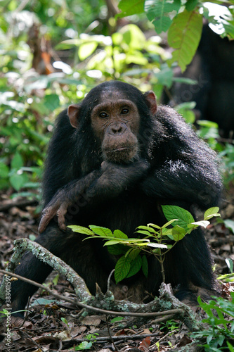 Eastern chimpanzee (Pan troglodytes schweinfurthii), Gombe Stream National Park, Tanzania photo