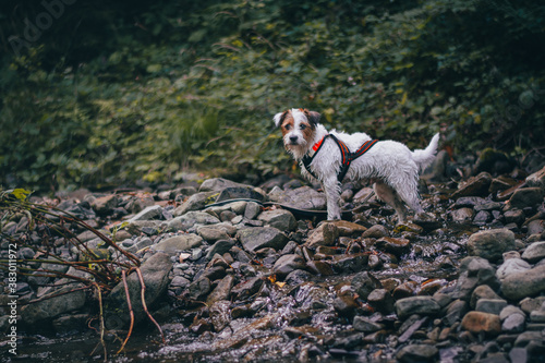 Cute Portrait of Parson Russell Terrier in Orange Pulling Harness photo