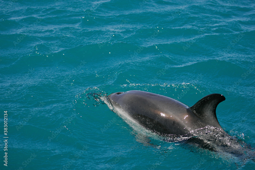 Fototapeta premium Dusky Dolphin (Lagenorhynchus obscurus), Kaikoura, New Zealand
