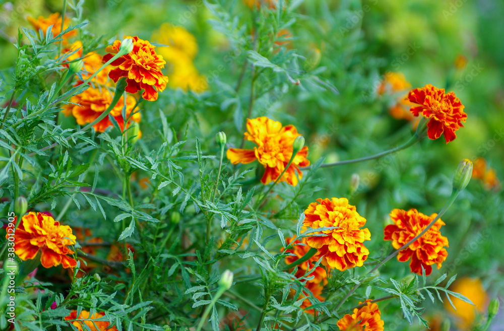 Marigold,yellow flower,Marigold tree,orange marigold,Marigold petals