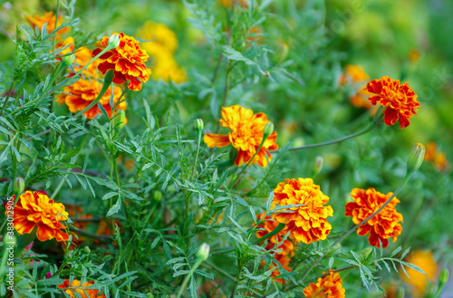 Marigold,yellow flower,Marigold tree,orange marigold,Marigold petals © photolink