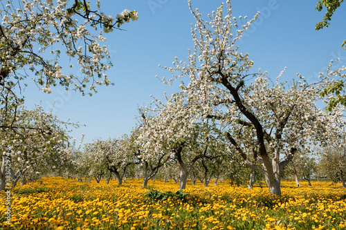 apple orchard in bloom and a field of dandelions