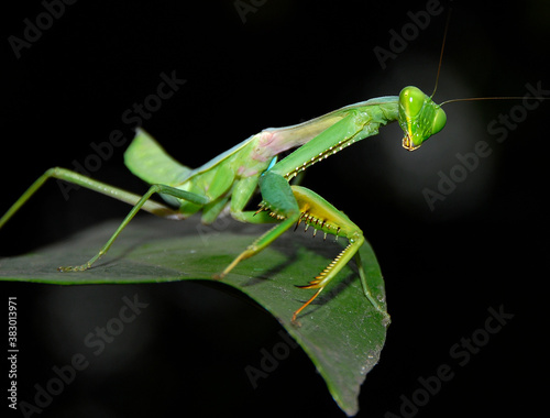 green praying mantis © ALCOLOCO