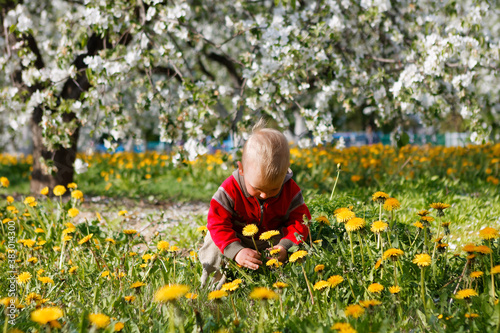 child in apple orchard in bloom and dandelion field